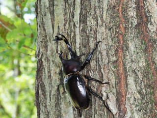 樹液を求めて木を登るカブトムシ