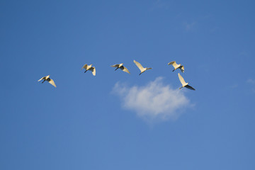 Great egrets flying
