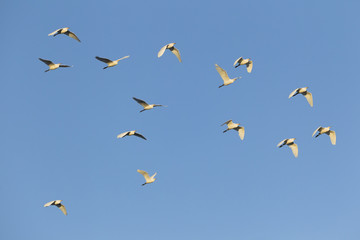 Great egrets flying