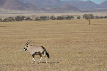 antelope in the savanna in africa