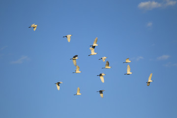 Great egrets flying