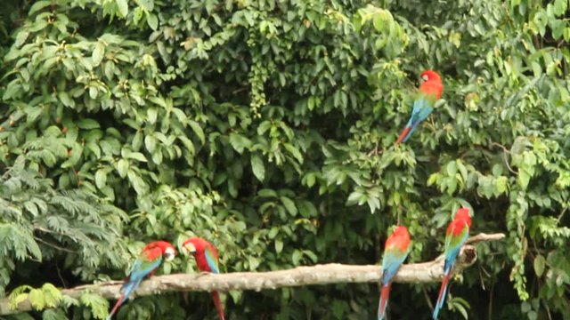 Red-and-green Macaws (Ara chloropterus) on branch fighting in Manu National Park, Peru, typical bird behavior, parrots gathering near clay lick, beautiful and big parrots in amazon rain forest