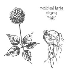 Realistic Botanical ink sketch of ginseng root, flowers and berries isolated on white. floral herbs collection. Traditional chinese medicine plant.