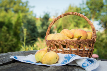 ripe yellow pears in basket on wooden table outdoors