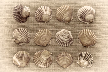 set of natural sea clam shells
