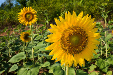 Obraz premium Sunflower - Helianthus Annuus