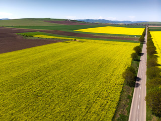 Yellow rapeseed fields near road