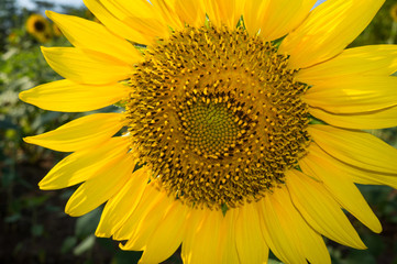 Sunflower - Helianthus Annuus