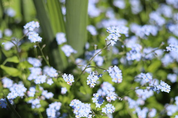 Small purple flowers on a green background. Summer flowers macro.