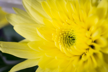 Yellow Chrysanthemum