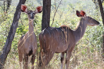 African Kudu