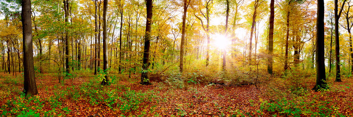 Panorama of an autumnal forest with bright sun shining through the trees