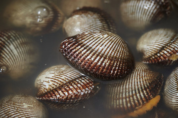  Cockles 