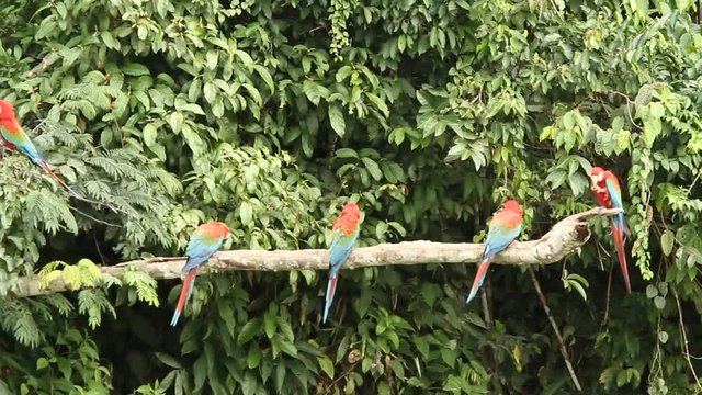 Red-and-green Macaws (Ara chloropterus) on branch fighting in Manu National Park, Peru, typical bird behavior, parrots gathering near clay lick, beautiful and big parrots in amazon rain forest