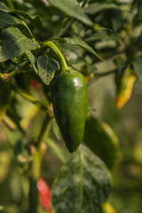 Jalapeno (jalapeño) green hot pepper on plant