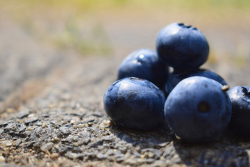 Frische Blaubeeren in der Sonne