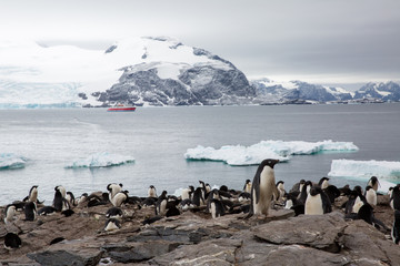 penguin in the arctic