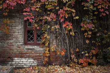 Fototapeta na wymiar a window braided with wild grapes. autumn landscape