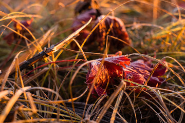 Early frozen morning. Beautiful leaf of the red maple and yellow grass are covered by frost. Warm light goes from a sunrise sky.
