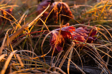 Early frozen morning. Beautiful leaf of the red maple and yellow grass are covered by frost. Warm light goes from a sunrise sky.