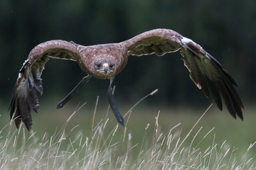 An eagle flies low across a wheat field