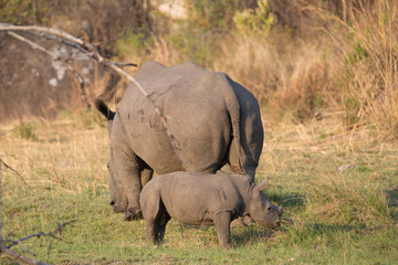 Fototapeta premium rhino in africa waking around