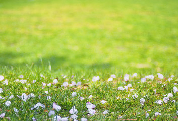 桜　花びら　素材