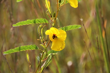 Summer Prairie Wild Flowers  