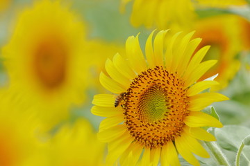 Sunflower field in japan