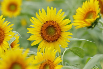 Sunflower field in japan