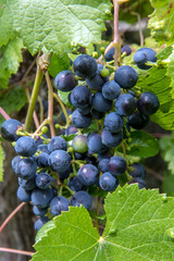 Grape vines in a vineyard. Blue wine grapes close up. The detailed look at vineyard with bunches of ripe red wine grapes.