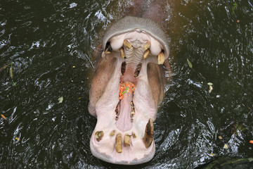 Hippos are opened a mouth.