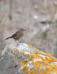 oiseau pipit des prés seul en lumière du jour en plan rapproché sur un rocher de profil  sur fonds gris