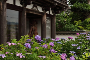 hydrangea of the Kannon-ji Temple precincts in Kyoto