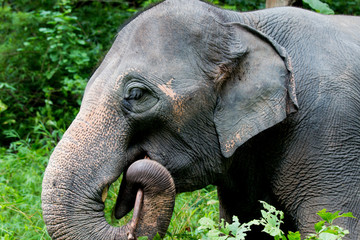 Elephant eating bamboo forest in Thailand.