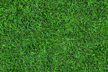 Dark seamless green grass texture background. Fresh lawn field view frim above