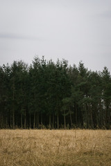 Obraz premium Stoppfelfeld und Wald