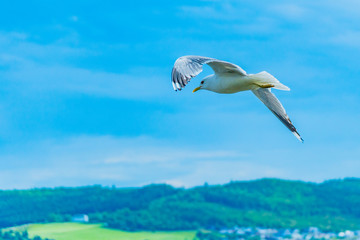 Möwen Fotografie Norwegen