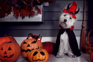 Funny west highland white terrier dog in scary halloween costume and red hat with devil horns...