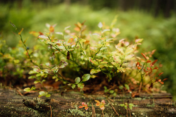 Beautiful view of the forest in the morning. Woody plants