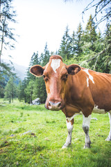 Fototapeta na wymiar Pinzgauer Kuh grast auf Alm, Natur pur, Nahaufnahme