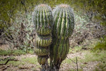 double spiky cactus