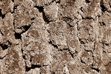 Birch tree bark texture in brown tone.
