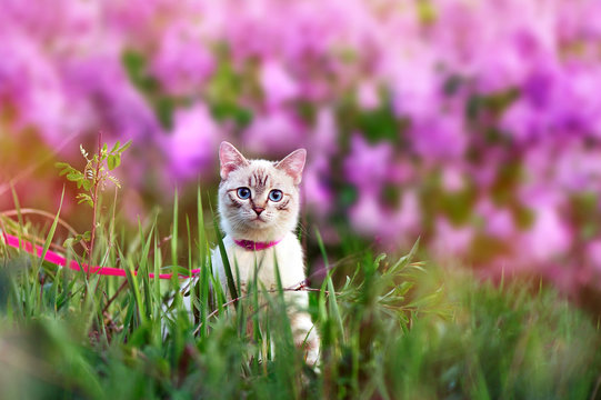 Kitten walking at the grass against blooming lilac bush