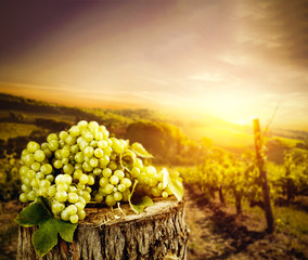 Grapes fruits and autumn time 