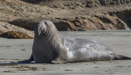 Elephant Seal on California coast