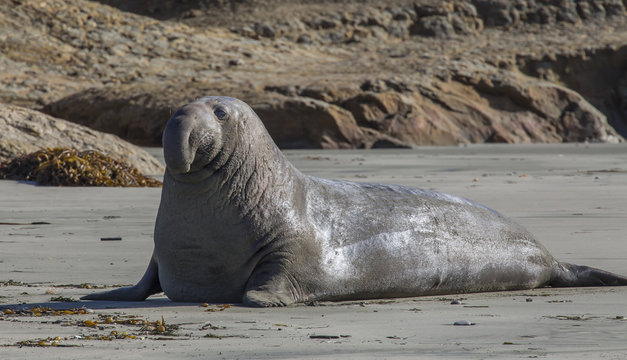 Elephant Seal on California coast