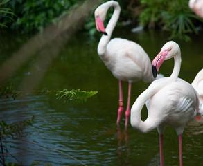 Pink big birds Greater Flamingos, Phoenicopterus ruber, in the water while relax with group.