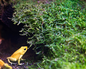 Golden Poison Arrow Frog (Phyllobates terribilis) rainforest environment with bright warning colors lives in tropical rainforest.