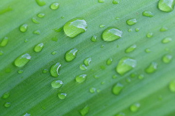 Bright green leaves and have droplet water in the morning air.